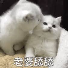 88csn link alternatif Kemudian Xia Anan mempelajari beberapa anak kucing lainnya